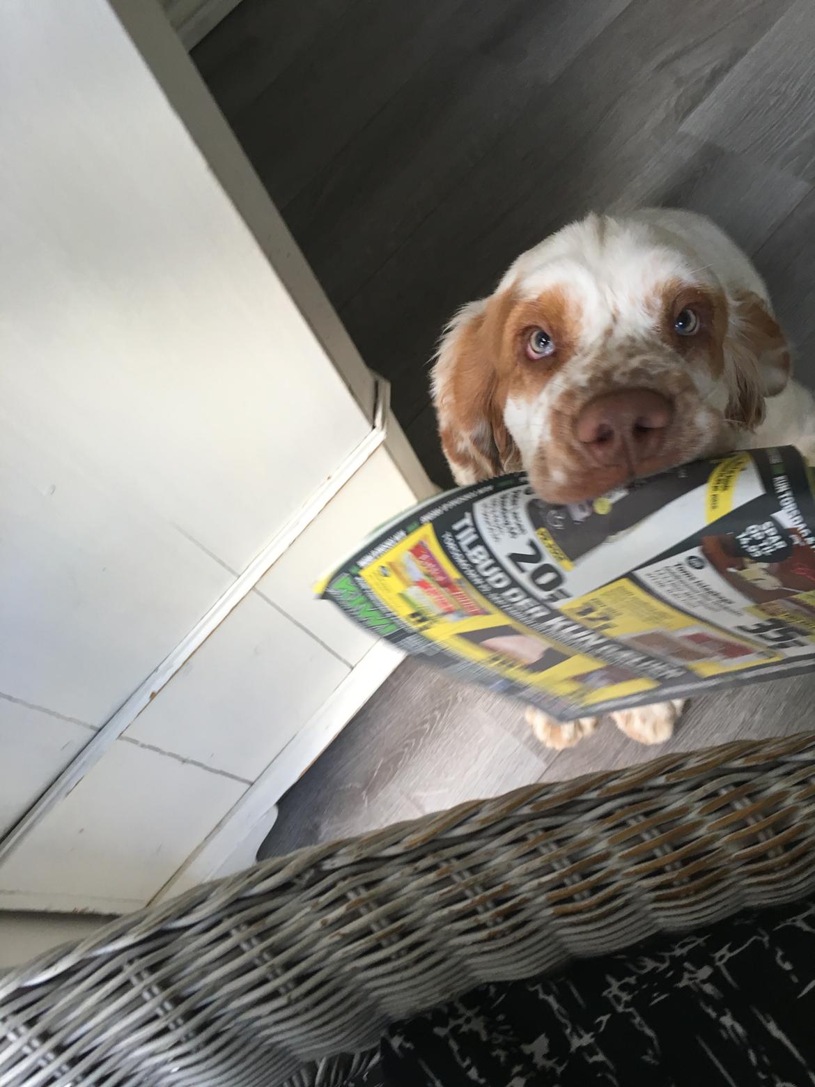 Clumber spaniel Mads - Clumbus Hole In One billede 25