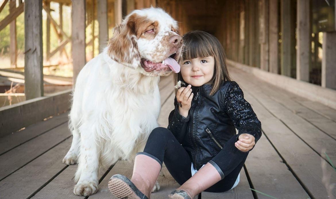 Clumber spaniel Mads - Clumbus Hole In One billede 33