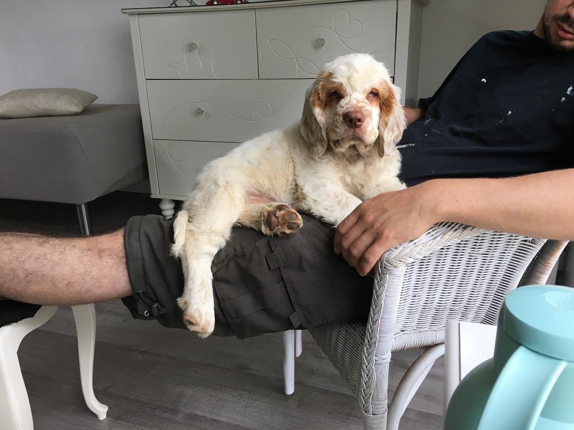 Clumber spaniel Mads - Clumbus Hole In One billede 29