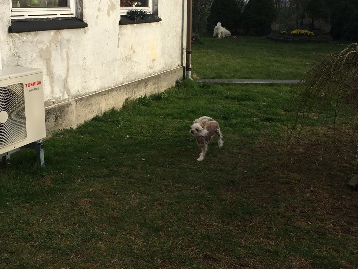 Blanding af racer Chilla billede 20