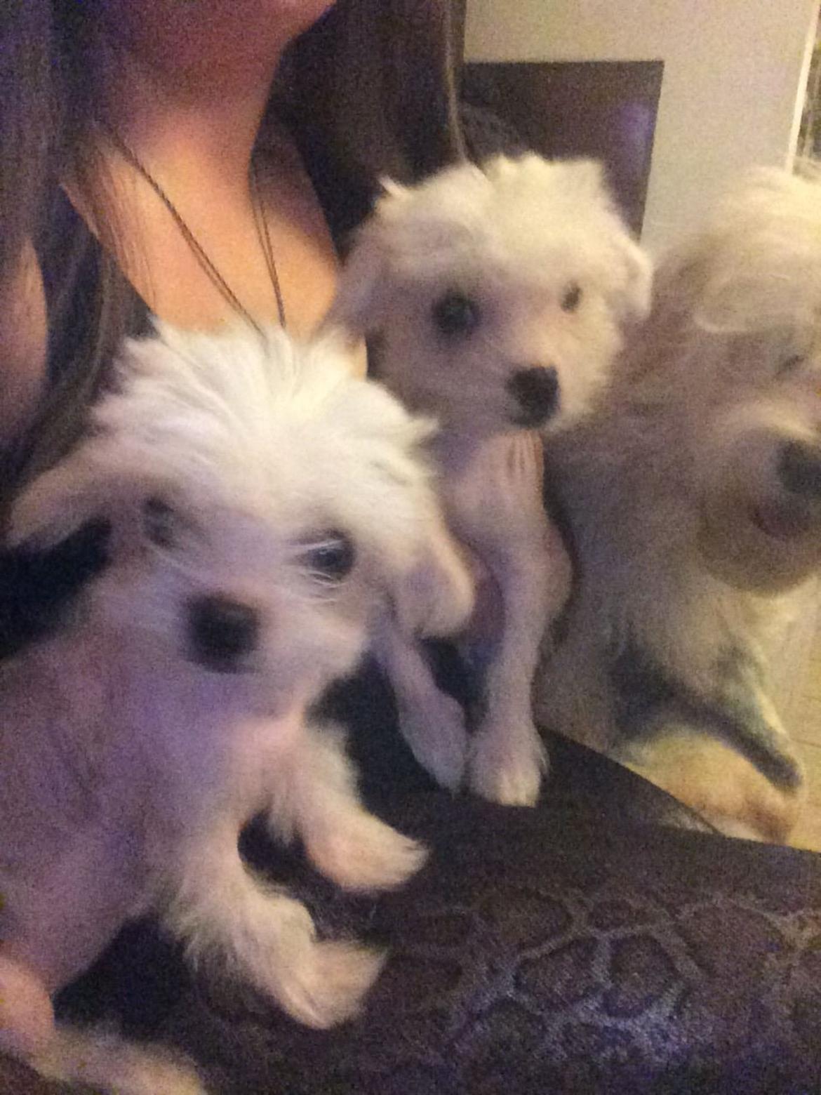Blanding af racer Chilla - Chilla og hendes søster Lilly da de var cirka 12 uger gammel  billede 22