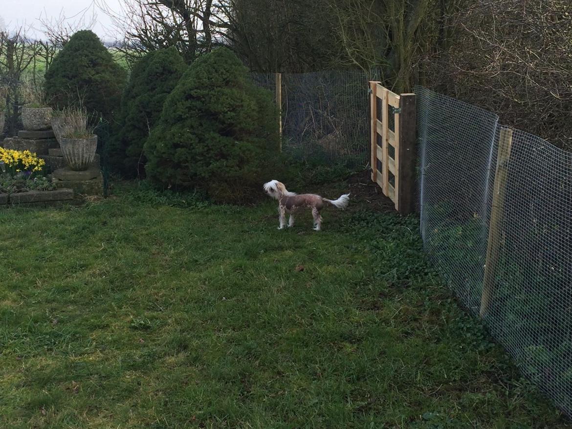 Blanding af racer Chilla billede 21