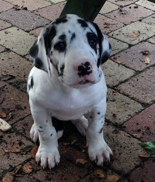 Grand danois Alba billede 1