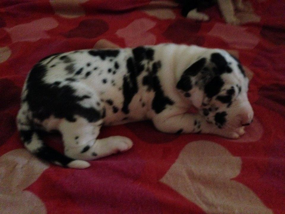 Grand danois Alba billede 2