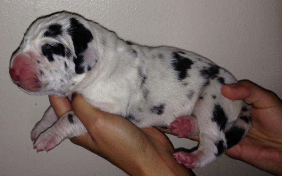 Grand danois Alba billede 3