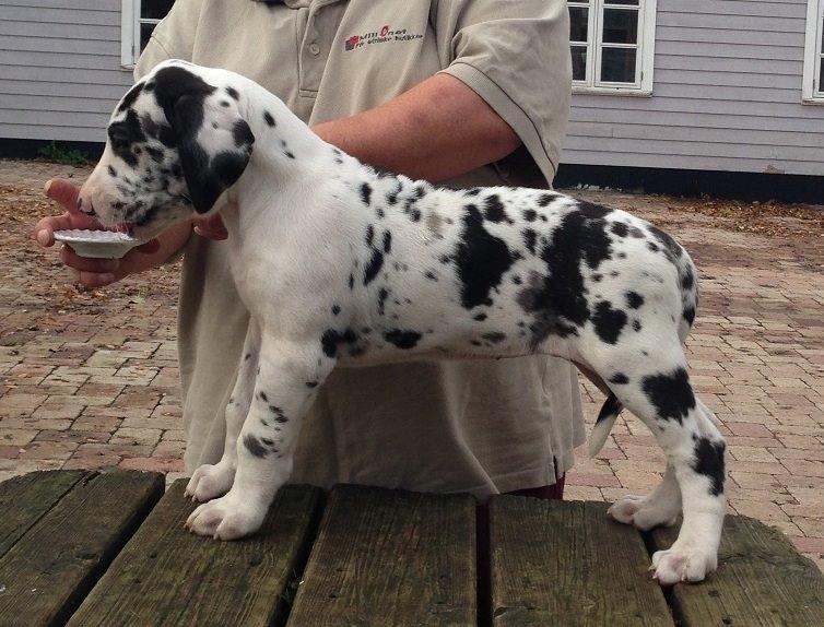 Grand danois Alba billede 4