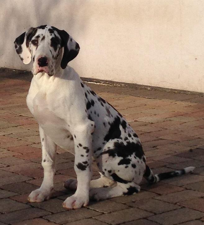 Grand danois Alba billede 5