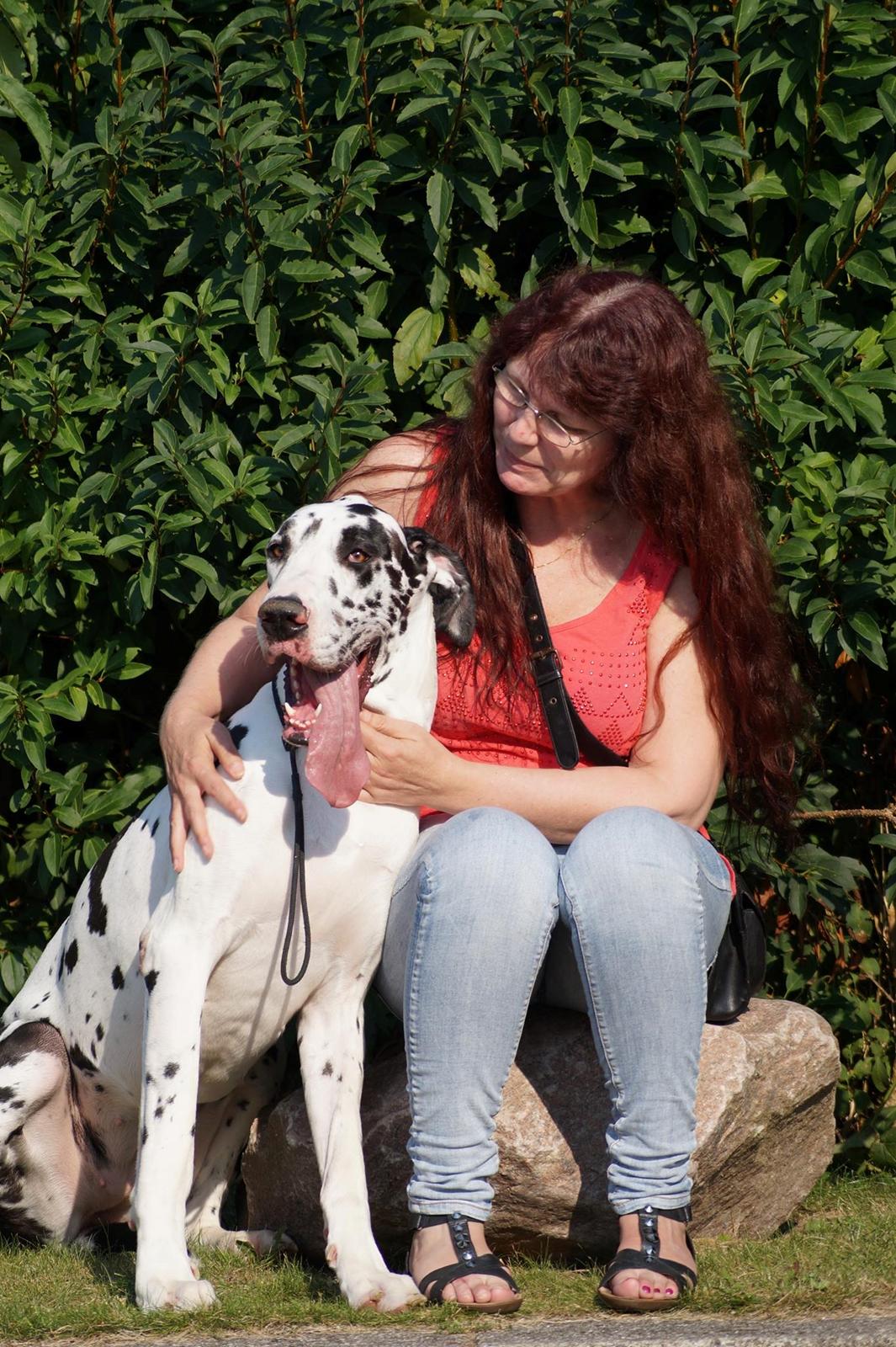 Grand danois Alba billede 6