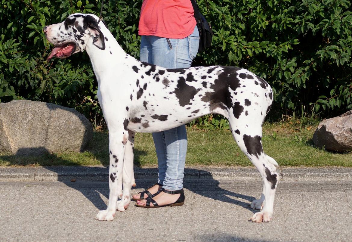 Grand danois Alba billede 7