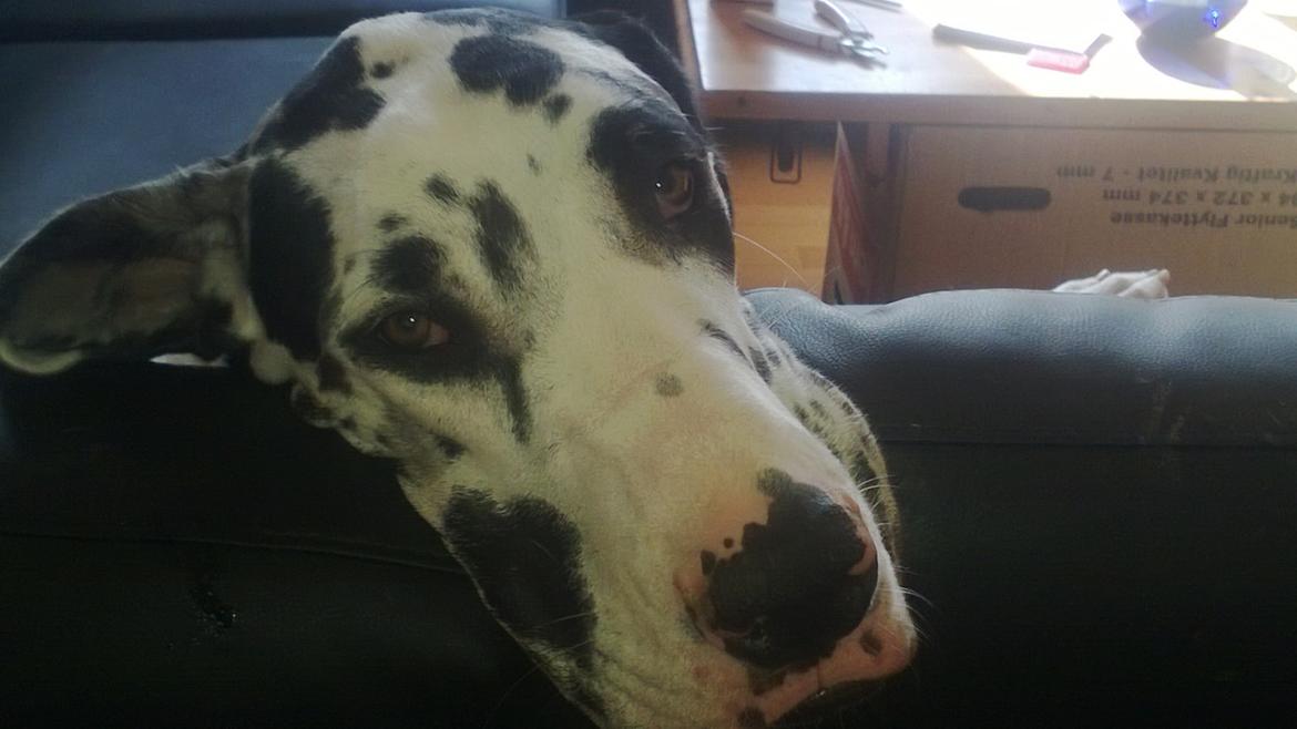 Grand danois Alba billede 8