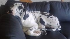 Grand danois Alba billede 9