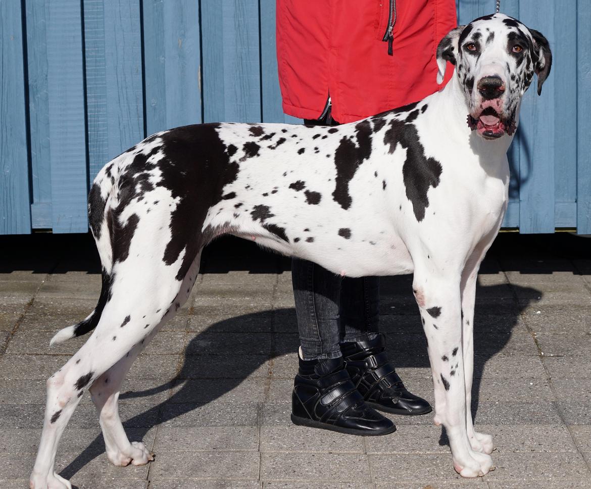 Grand danois Alba billede 10