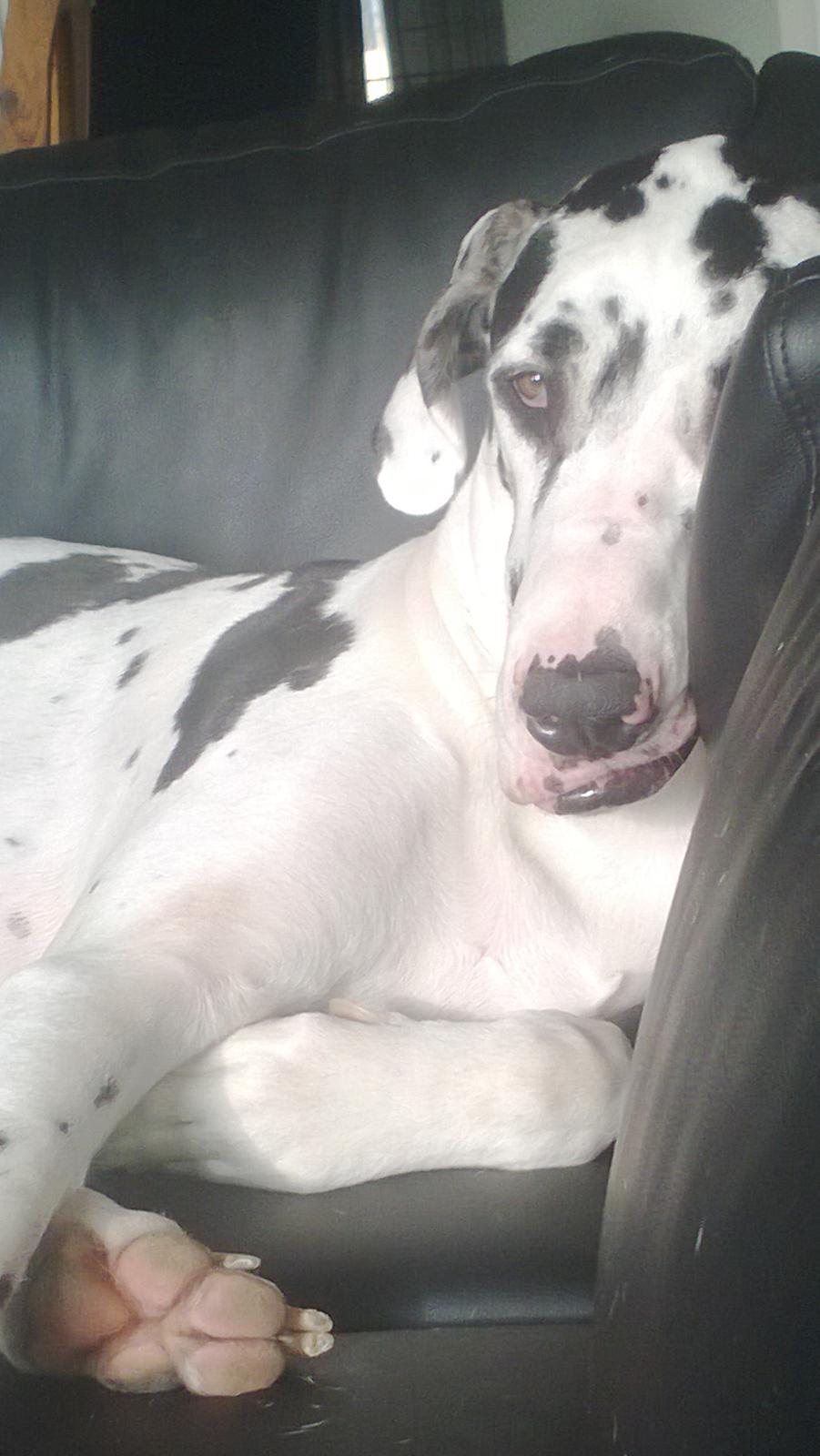 Grand danois Alba billede 11