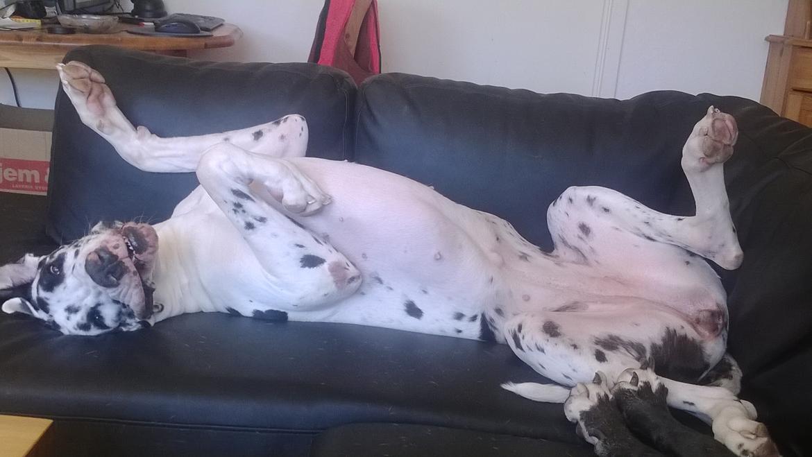 Grand danois Alba billede 12