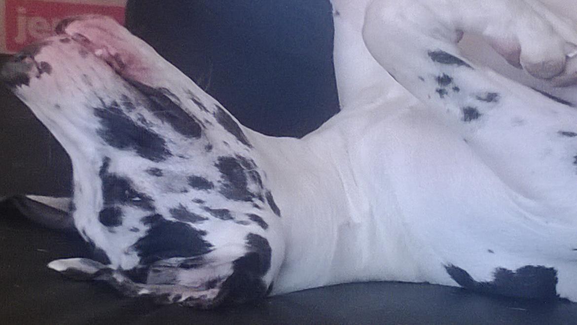 Grand danois Alba billede 13