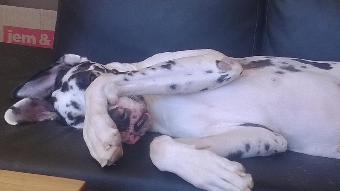 Grand danois Alba billede 14