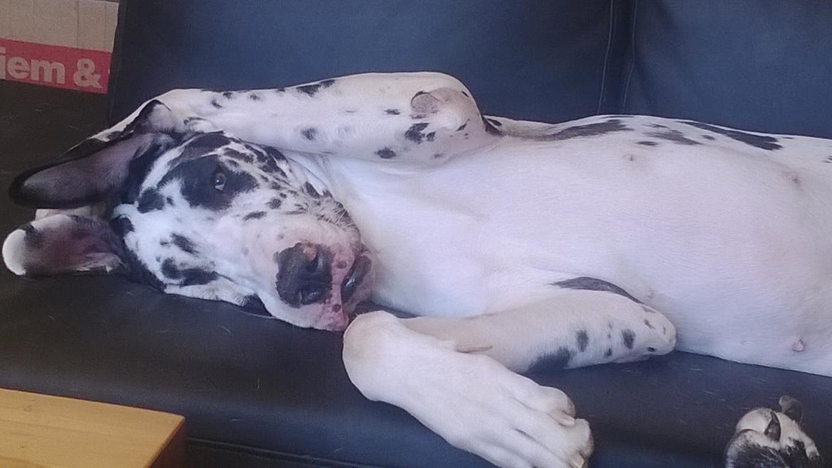 Grand danois Alba billede 15