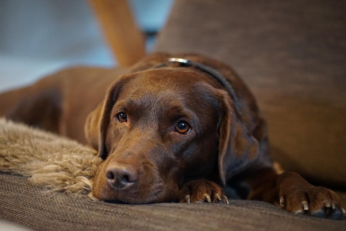 Labrador retriever Dumle billede 3