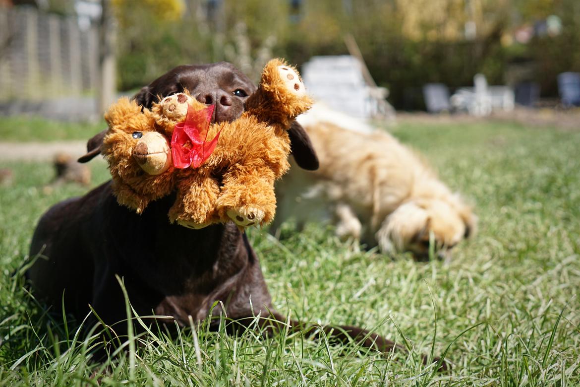 Labrador retriever Dumle billede 43