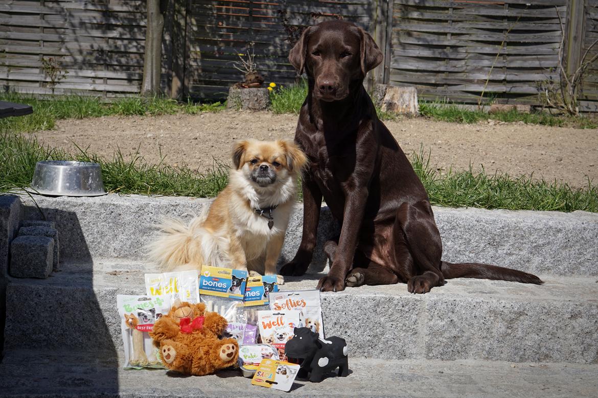 Labrador retriever Dumle billede 39