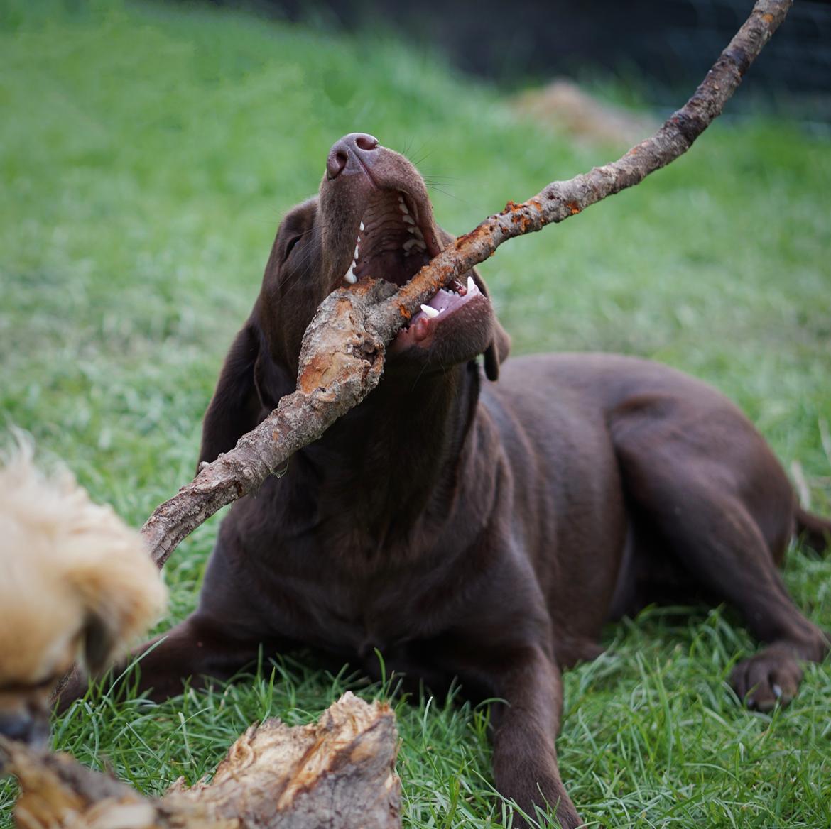 Labrador retriever Dumle billede 31