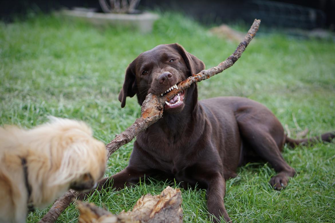 Labrador retriever Dumle billede 5