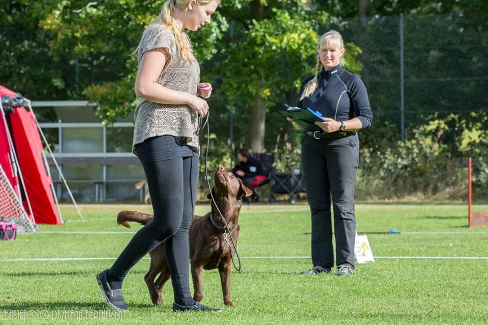 Labrador retriever Dumle billede 10