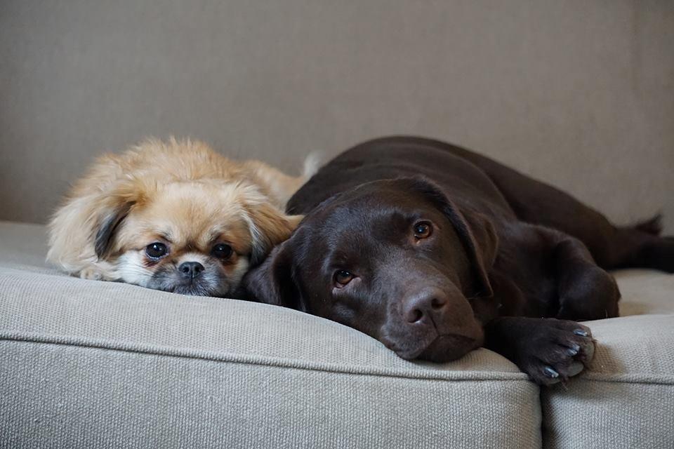 Labrador retriever Dumle billede 6