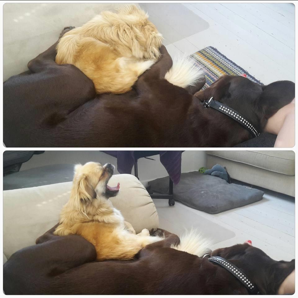 Labrador retriever Dumle billede 37