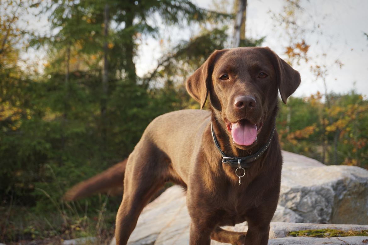 Labrador retriever Dumle billede 35