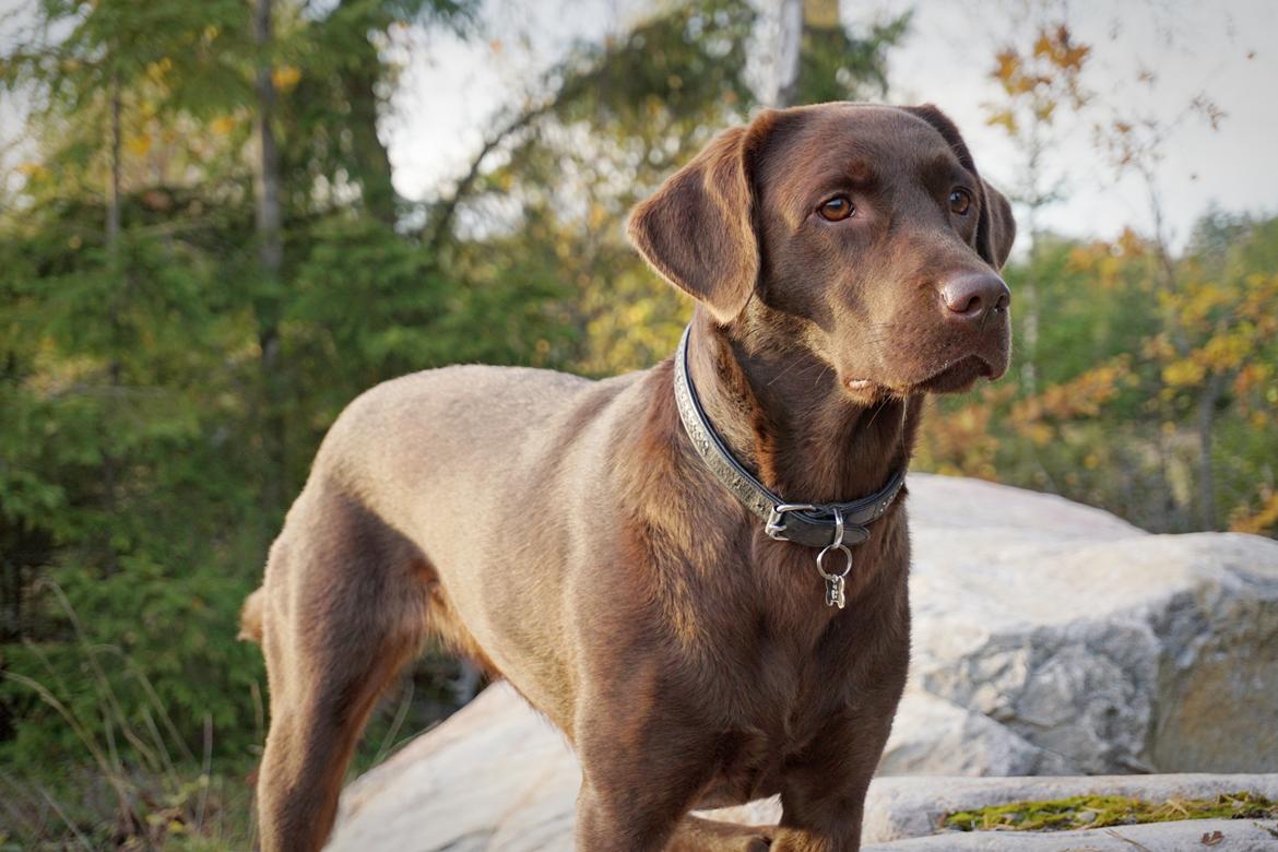 Labrador retriever Dumle billede 20