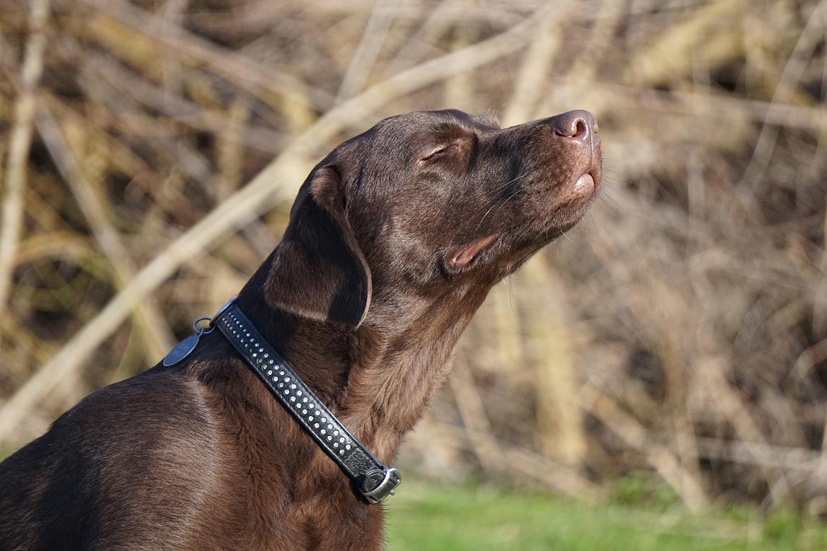 Labrador retriever Dumle billede 8