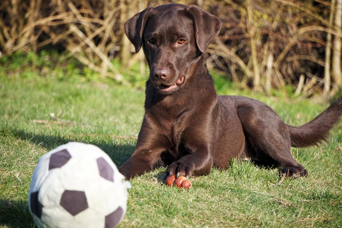Labrador retriever Dumle billede 23