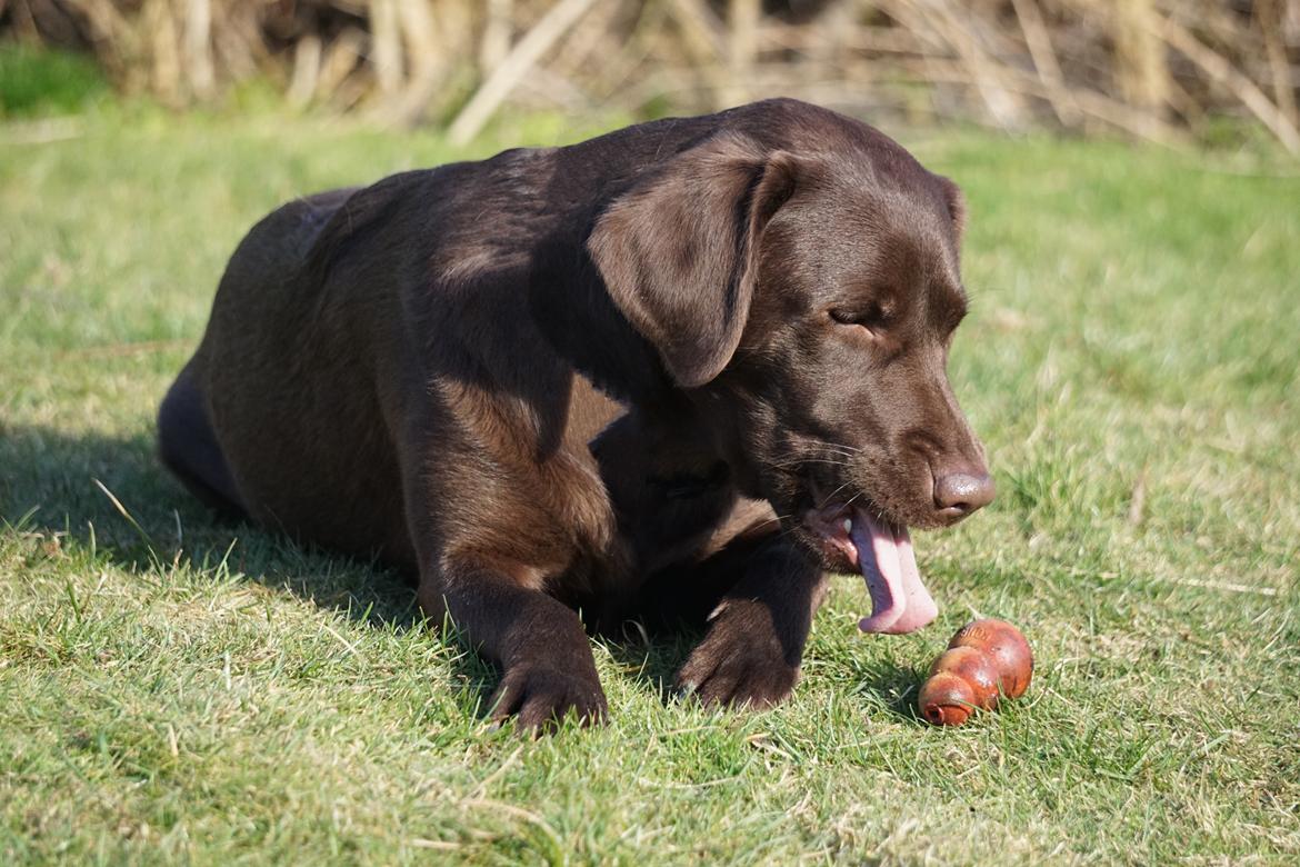 Labrador retriever Dumle billede 14