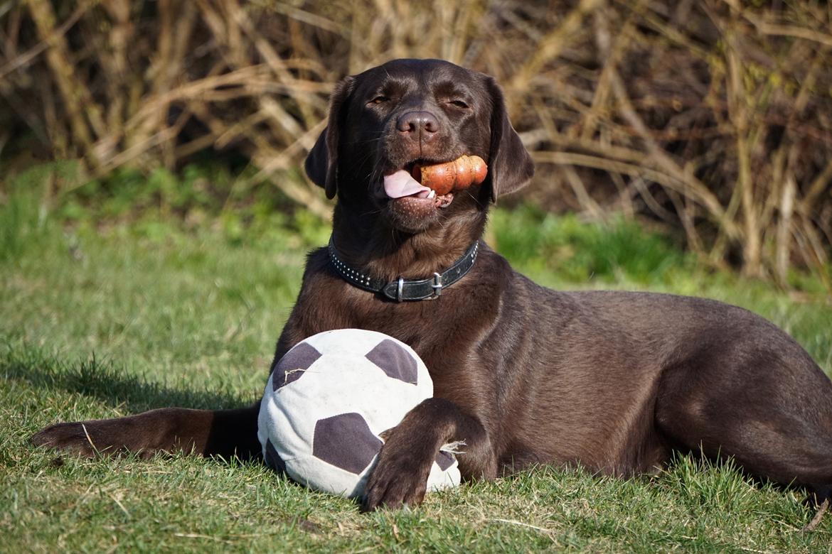 Labrador retriever Dumle billede 1