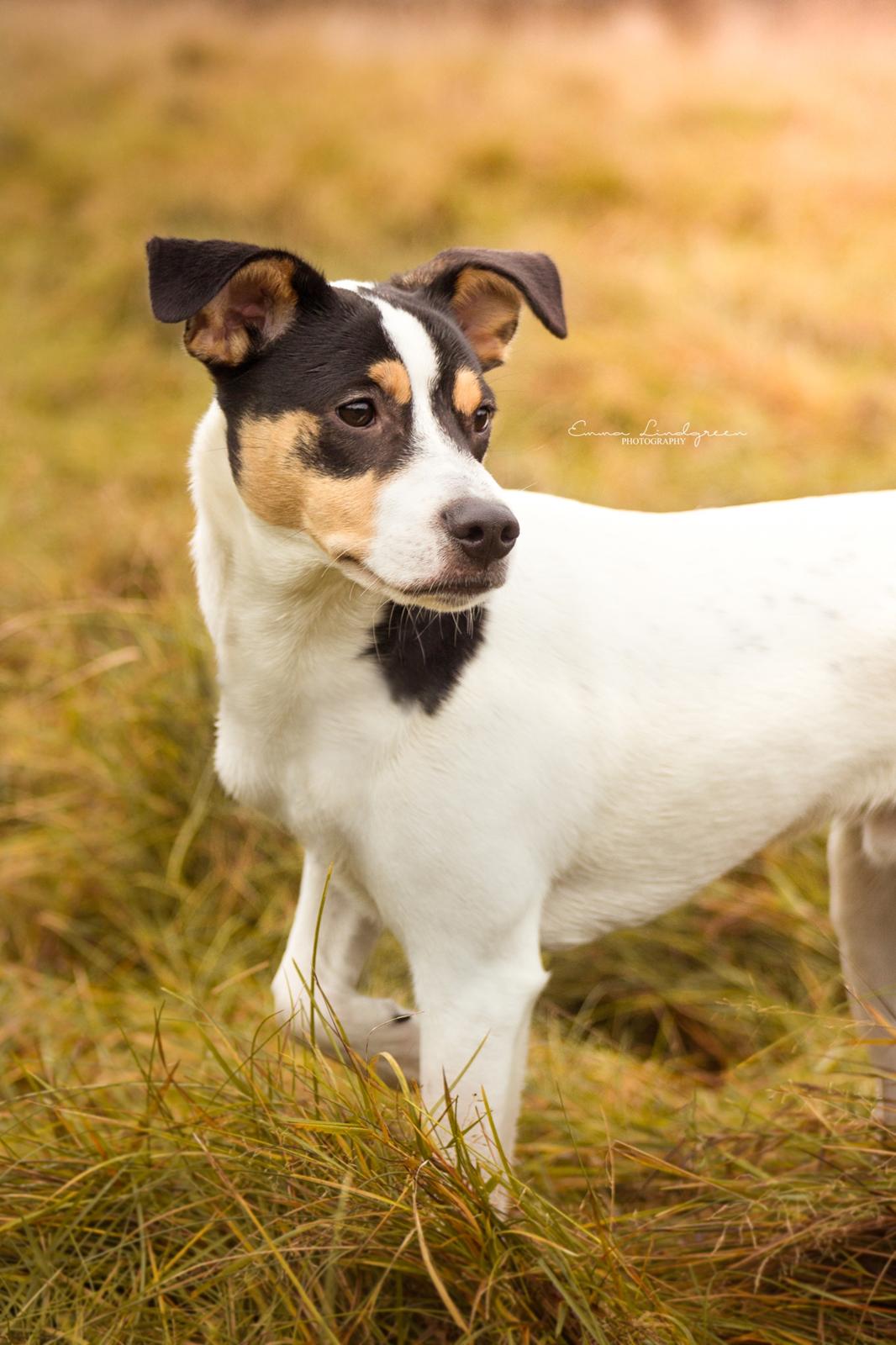 Dansk svensk gaardhund Franz - Emma Lindgreen Photography billede 6