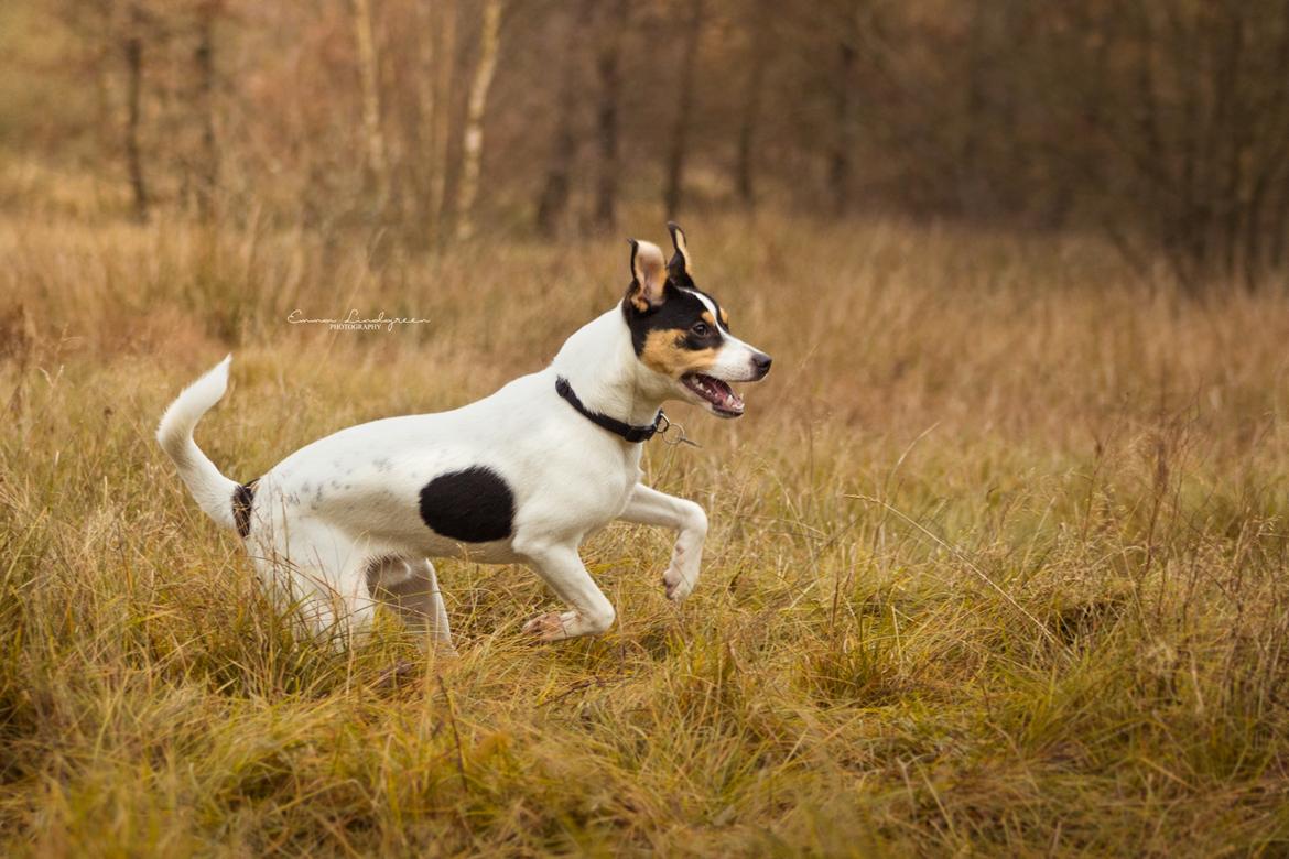 Dansk svensk gaardhund Franz - Efterår 2016 - Emma Lindgreen Photography billede 1
