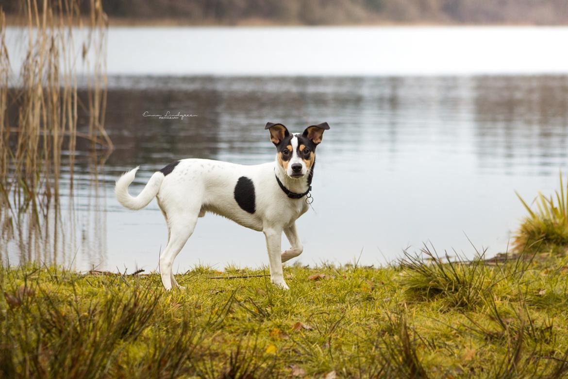 Dansk svensk gaardhund Franz - Efterår 2016 - Emma Lindgreen Photography billede 15