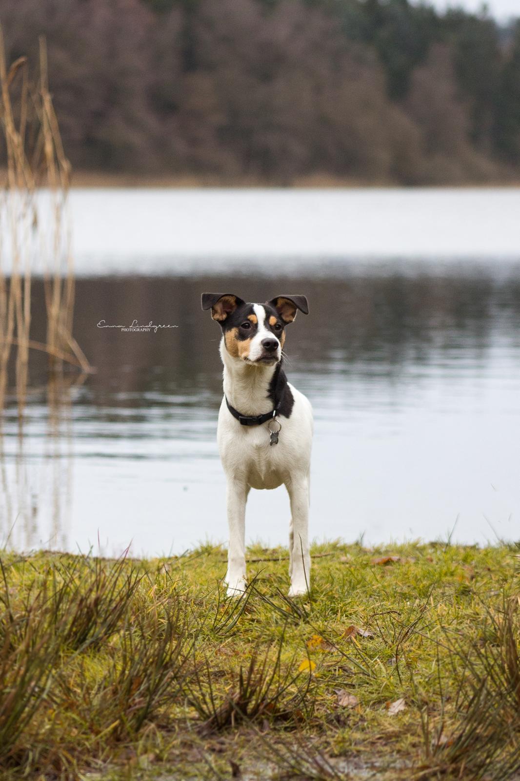 Dansk svensk gaardhund Franz - Efterår 2016 - Emma Lindgreen Photography billede 9