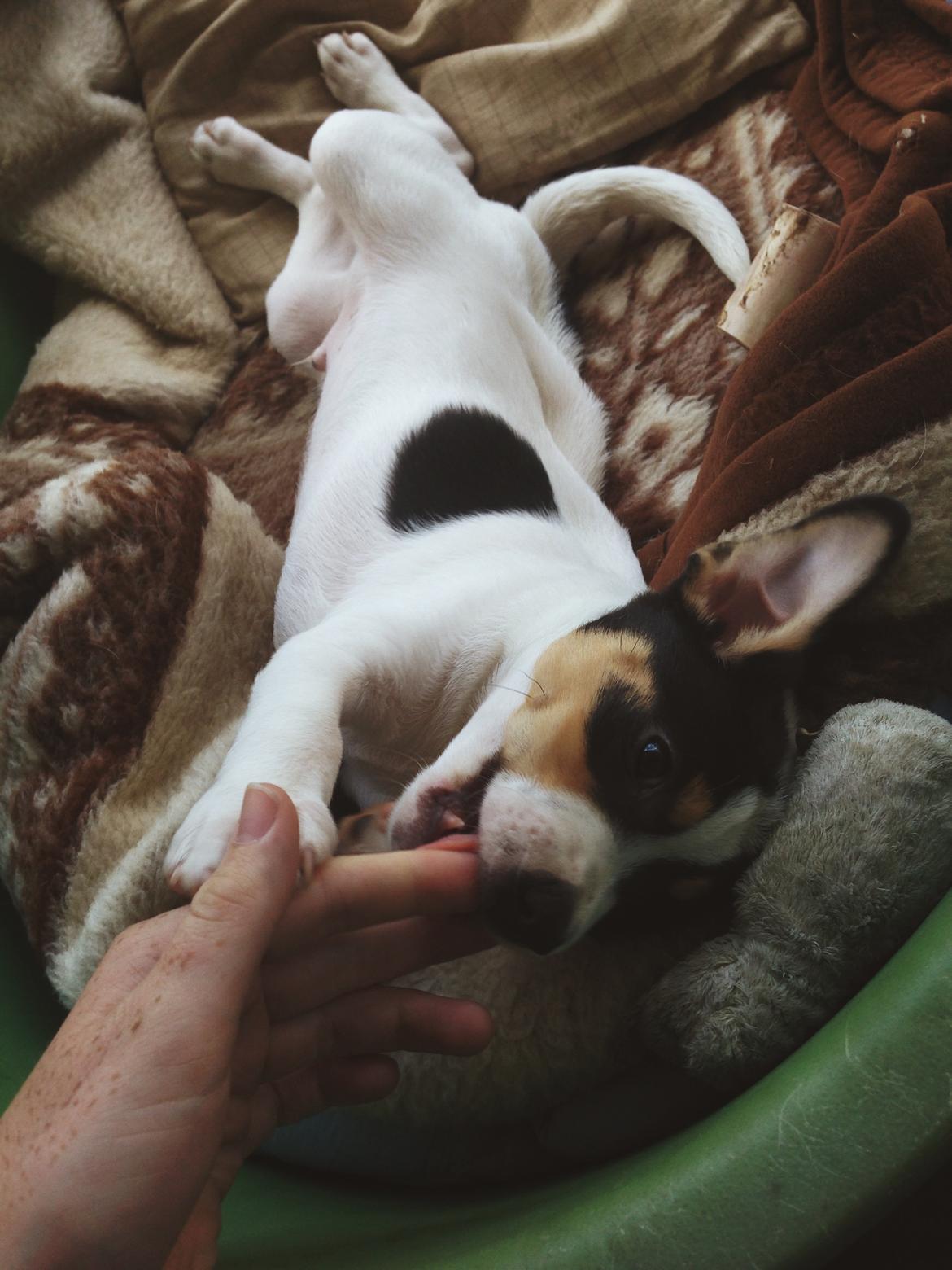 Dansk svensk gaardhund Franz billede 8