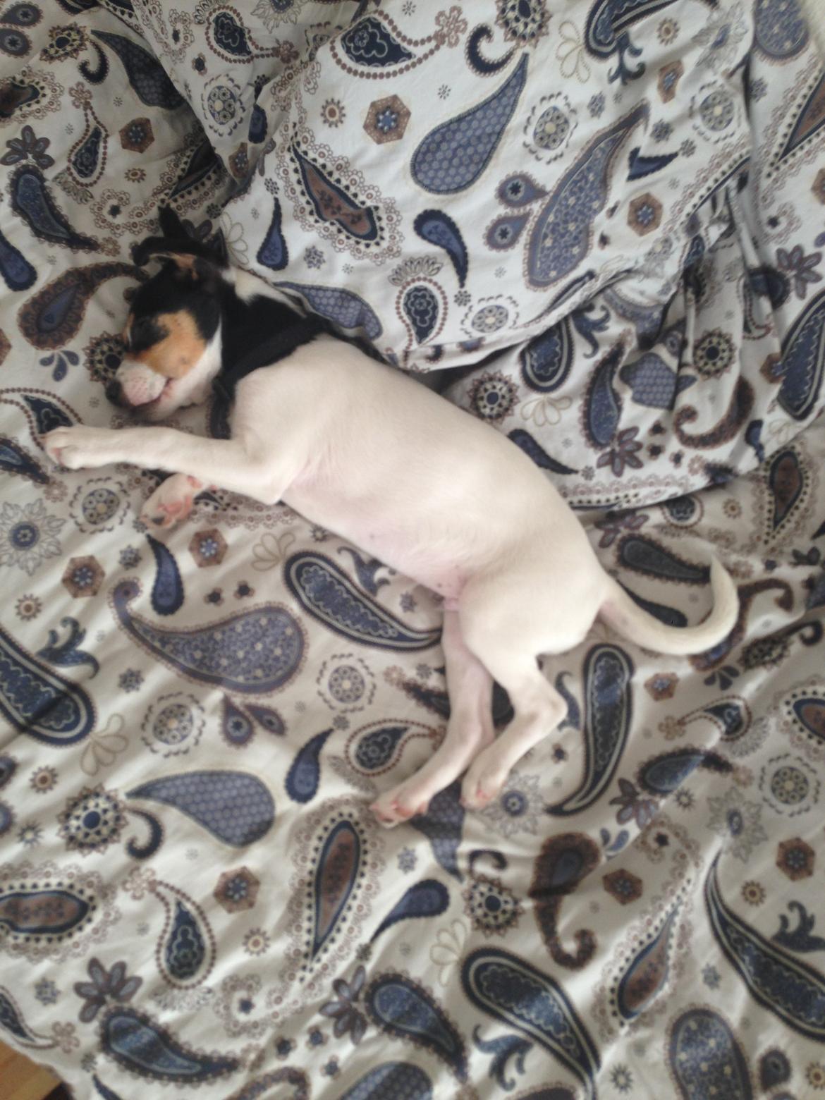 Dansk svensk gaardhund Franz billede 5