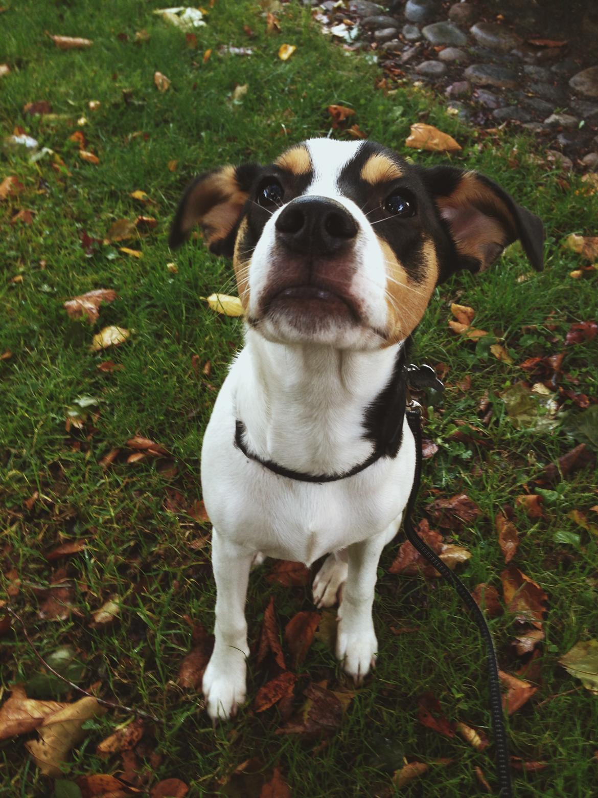 Dansk svensk gaardhund Franz - Efterår 2016 billede 4