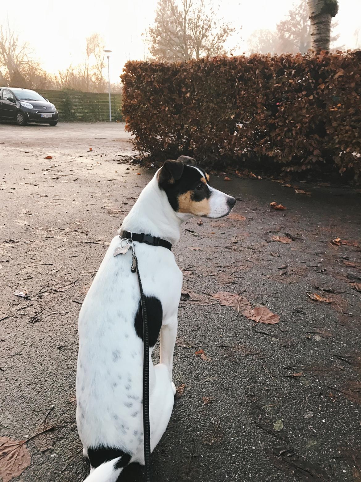 Dansk svensk gaardhund Franz - Efterår 2016 billede 12