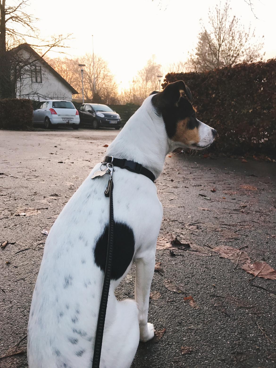 Dansk svensk gaardhund Franz - Efterår 2016 billede 3