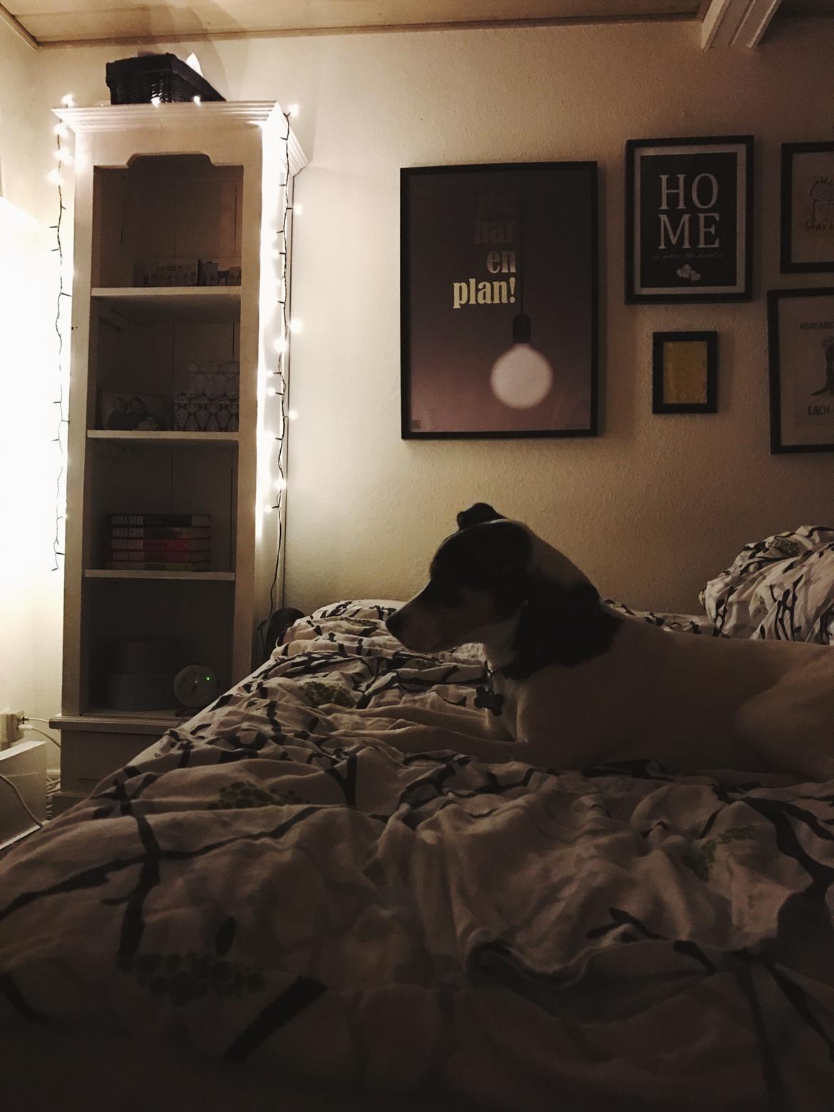 Dansk svensk gaardhund Franz - Efterår 2016 billede 11