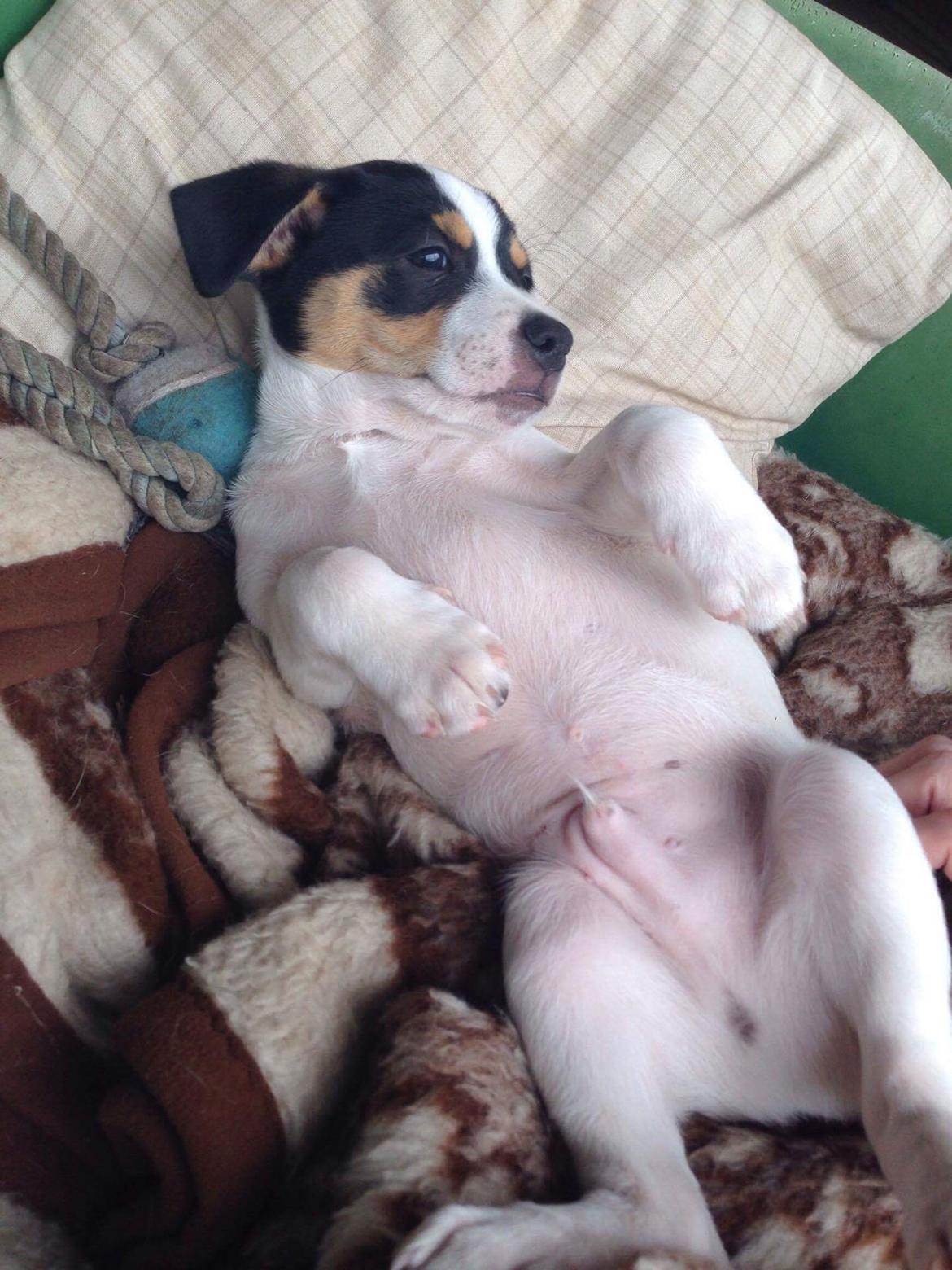 Dansk svensk gaardhund Franz billede 13