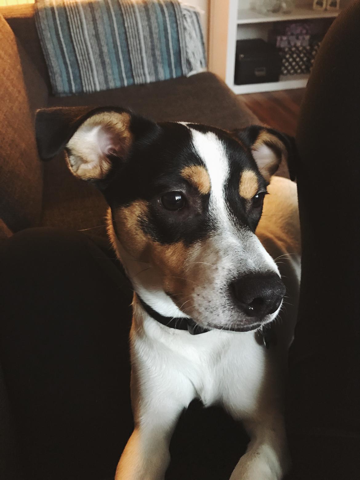 Dansk svensk gaardhund Franz - Efterår 2016 billede 14