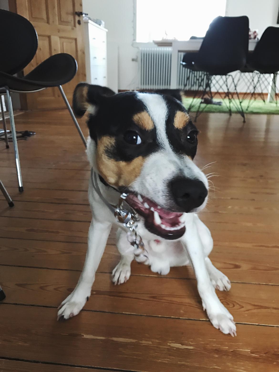 Dansk svensk gaardhund Franz - Vinter 2016 billede 7