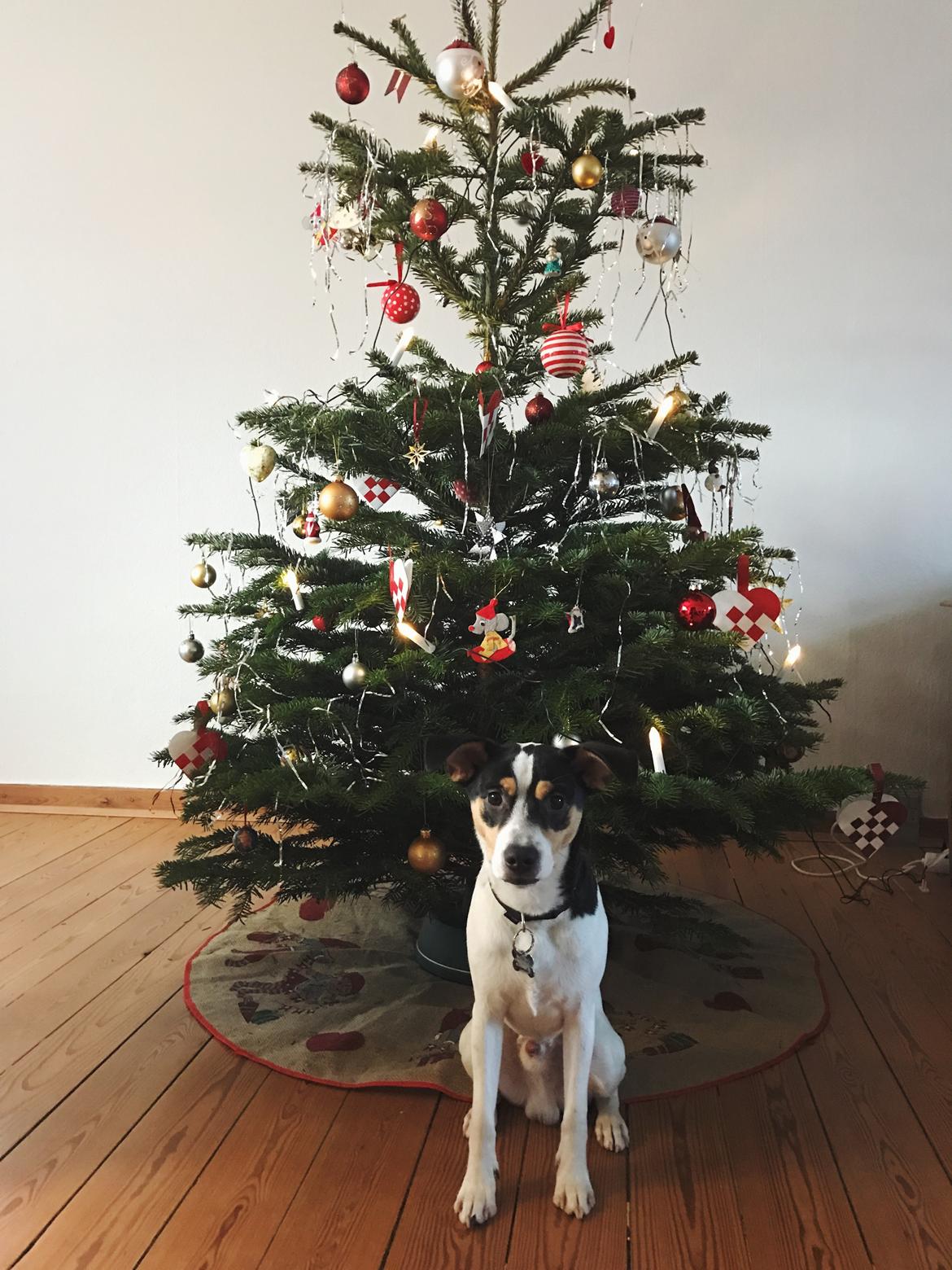 Dansk svensk gaardhund Franz - Jul 2016 billede 16