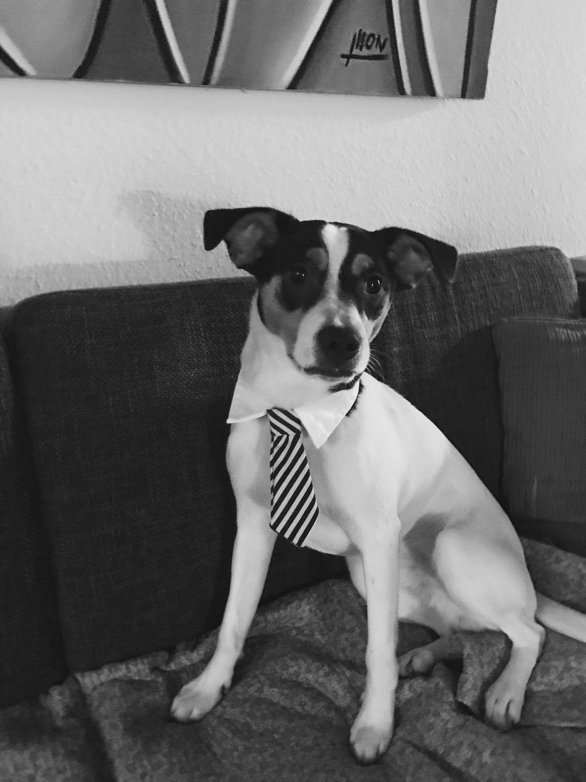 Dansk svensk gaardhund Franz - Vinter 2016 billede 17